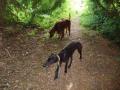 Waggy Tails Dog walking sevice image 4
