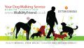 Walk My Friend - Dog Walking Wilmlow image 3