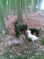WalkeazeCobham - Pet Care image 4