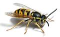 Wasp Control / Wasp Nest Removal logo