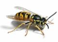 Wasp Nest Removal Gloucestershire logo