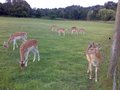 Weald Country Park image 6