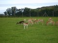 Welsh Mountain Zoo image 5