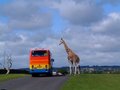 West Midland Safari Park image 6