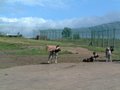 West Midland Safari Park image 7