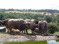 West Midland Safari Park image 9