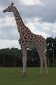 West Midlands Safari Park image 2