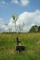 Westall Park           Natural Burial Ground image 2