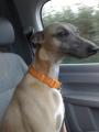 Whippet Couriers image 7