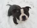 Wiltshire Staffordshire Bull Terrier Rescue image 2