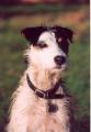 Winkie Spiers, Dog Trainer and Behaviourist image 2