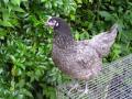 Withy Cottage Garden Poultry image 1