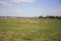 Woodhenge image 5