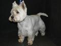 Woof Wash dog grooming - leicester loughborough image 5