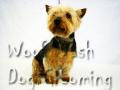 Woof Wash dog grooming - leicester loughborough image 7
