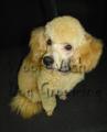 Woof Wash dog grooming - leicester loughborough image 8