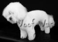 Woof Wash dog grooming - leicester loughborough image 9