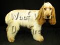 Woof Wash dog grooming - leicester loughborough image 10