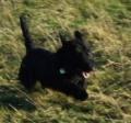 Woof and Neddy - Dog Walking & Pet Sitting image 2