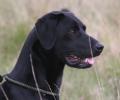 Working Gundogs image 3