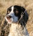 Working Gundogs image 5