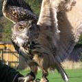 World Owl Trust image 2