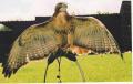 Yarak Birds of Prey image 6