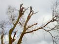 Yare Valley Tree Surgeons image 2