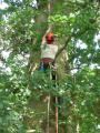 Yare Valley Tree Surgeons image 4