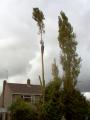 Yare Valley Tree Surgeons image 1