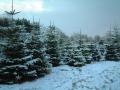 York Christmas Trees image 1