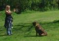 Your Home Dog Training image 3