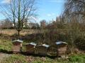 Zootrain Beekeeping Courses and Classes in London image 1