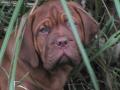 arvlorox Dogue De Bordeaux logo