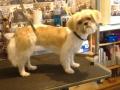 doggiedaydream dog grooming /microchipping image 2