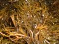just seaweed image 3