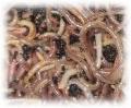 loughview worms image 1