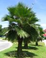 paradise palms image 2
