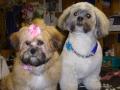 rivendown all pets grooming services image 4