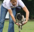 Pet Necessities Professional Dog Training image 2