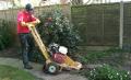 Luke Collett Tree Surgeons Ltd image 3
