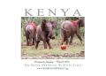 The David Sheldrick Wildlife Trust image 2