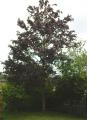 Appleyard Tree Care image 8