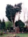 Ilkley Tree surgeons image 1