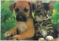 Total Pet Care Services image 2