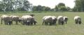 Homestead farm Suffolk Sheep logo