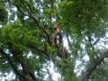 ASCENDER ARBORISTS image 1