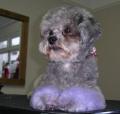 Dinky Dogs Grooming image 6