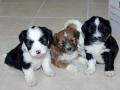 Tibetan Terrier Dogs image 6