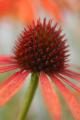 RHS Garden Rosemoor image 6